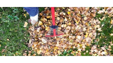 Comment se débarrasser des feuilles mortes ?